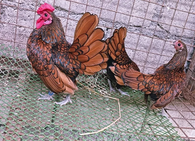 Інкубаційне яйце кур, курчата, Сібрайт золото, срібло, біле золото- фото № 6