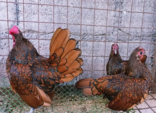 Інкубаційне яйце кур, курчата, Сібрайт золото, срібло, біле золото- фото № 7