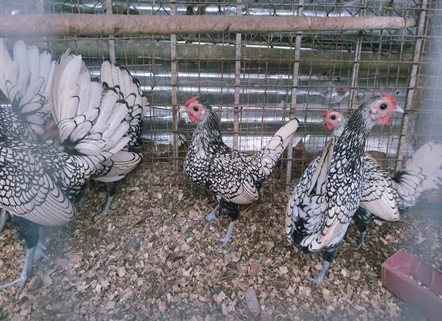 Інкубаційне яйце кур, курчата, Сібрайт золото, срібло, біле золото- фото № 8