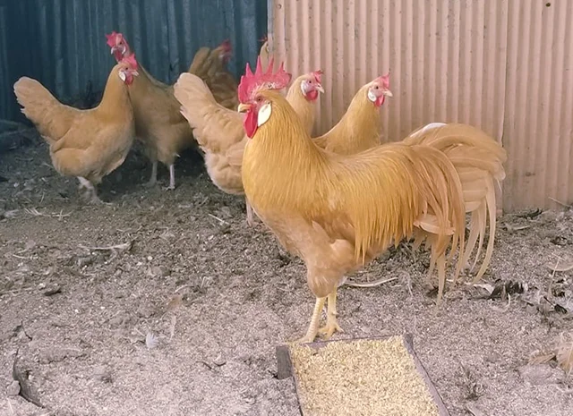 Інкубаційне яйце кур, курчата, Леггорн лаванда, золото, палевий- фото № 1