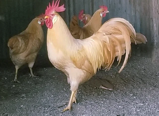 Інкубаційне яйце кур, курчата, Леггорн лаванда, золото, палевий- фото № 2