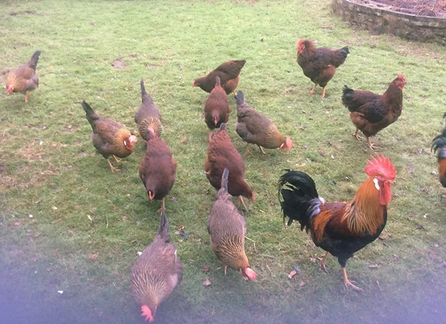 Інкубаційне яйце кур, курчата, Леггорн лаванда, золото, палевий- фото № 3