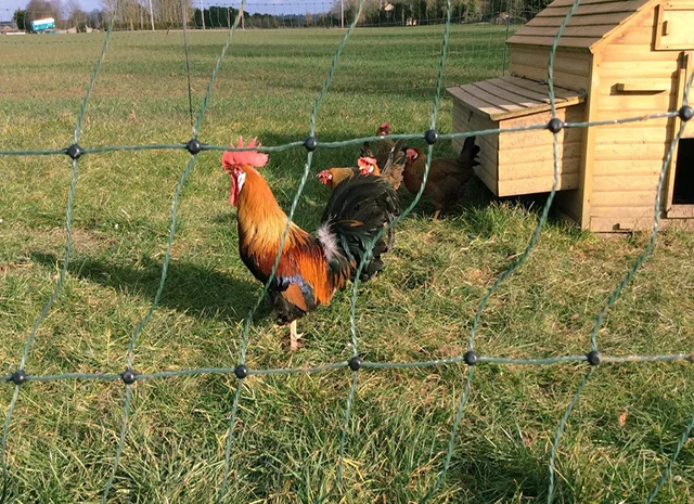 Інкубаційне яйце кур, курчата, Леггорн лаванда, золото, палевий- фото № 4