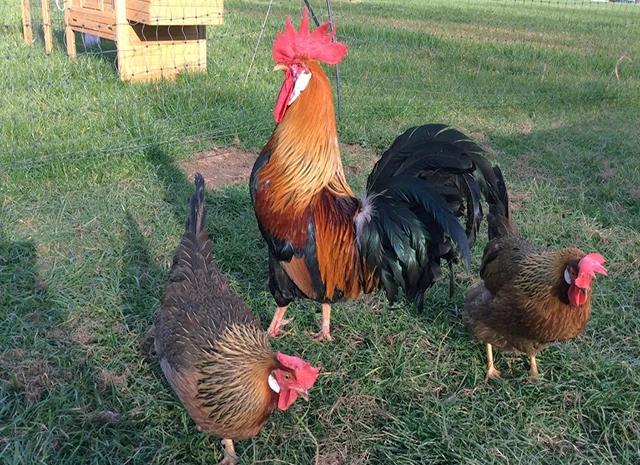 Інкубаційне яйце кур, курчата, Леггорн лаванда, золото, палевий- фото № 5