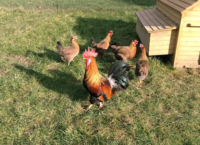 Інкубаційне яйце кур, курчата, Леггорн лаванда, золото, палевий- фото № 6