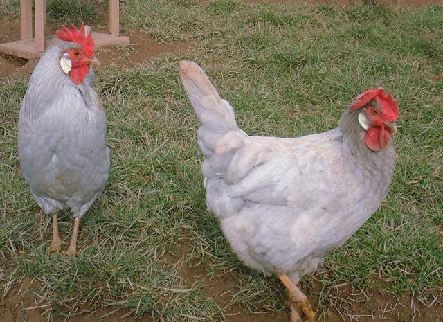 Інкубаційне яйце кур, курчата, Леггорн лаванда, золото, палевий- фото № 7