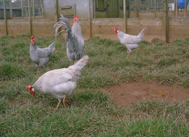 Інкубаційне яйце кур, курчата, Леггорн лаванда, золото, палевий- фото № 8