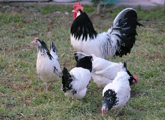 Інкубаційне яйце кур, курчата, Лакенфельдер білий, палевий- фото № 1