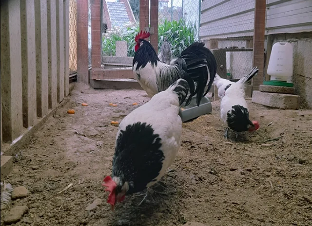 Інкубаційне яйце кур, курчата, Лакенфельдер білий, палевий- фото № 4