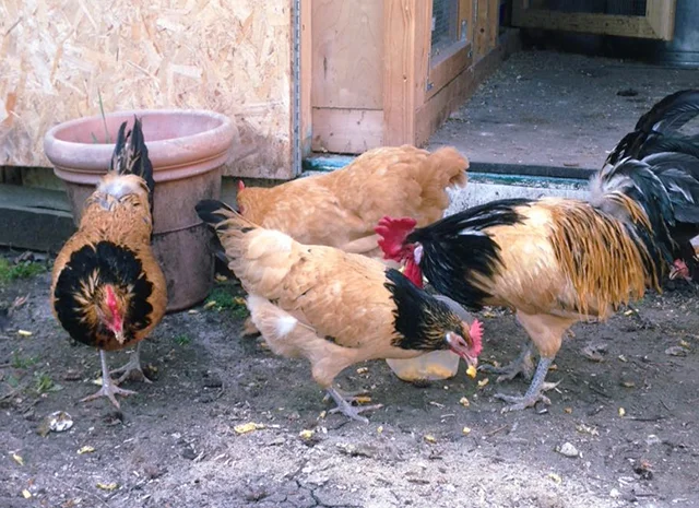 Інкубаційне яйце кур, курчата, Лакенфельдер білий, палевий- фото № 5