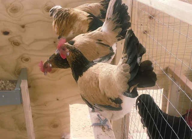 Інкубаційне яйце кур, курчата, Лакенфельдер білий, палевий- фото № 7