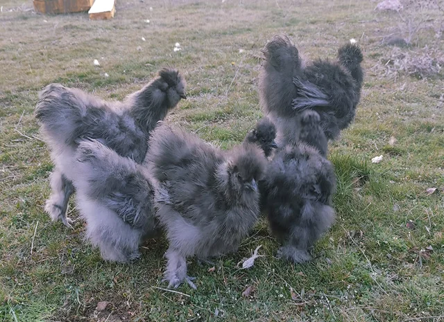 Інкубаційне яйце кур, курчата, Китайська шовкова смугаста, коричнева, блакитна- фото № 1