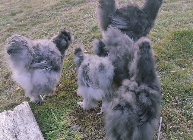 Інкубаційне яйце кур, курчата, Китайська шовкова смугаста, коричнева, блакитна- фото № 2