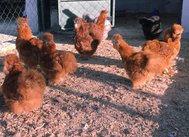 Інкубаційне яйце кур, курчата, Китайська шовкова смугаста, коричнева, блакитна- фото № 3