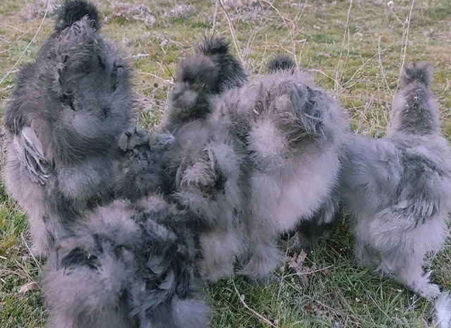 Інкубаційне яйце кур, курчата, Китайська шовкова смугаста, коричнева, блакитна- фото № 4