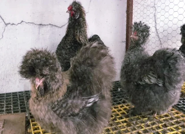 Інкубаційне яйце кур, курчата, Китайська шовкова смугаста, коричнева, блакитна- фото № 6