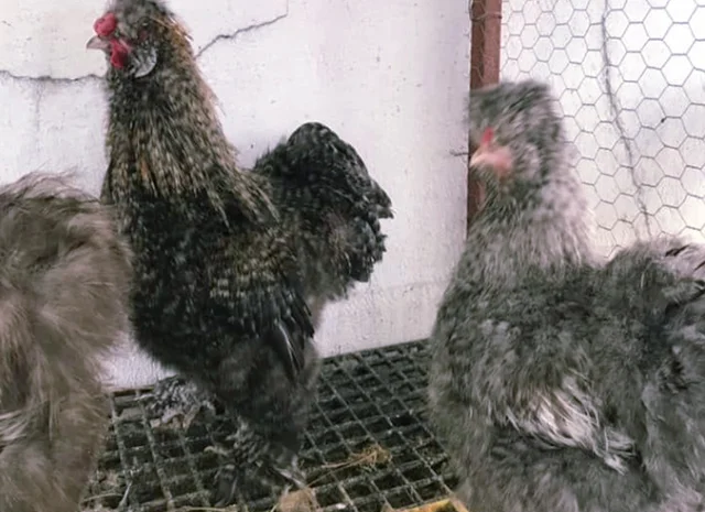 Інкубаційне яйце кур, курчата, Китайська шовкова смугаста, коричнева, блакитна- фото № 7