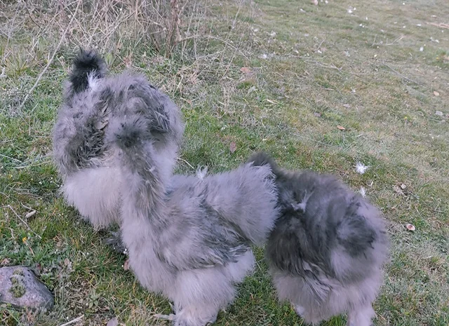 Інкубаційне яйце кур, курчата, Китайська шовкова смугаста, коричнева, блакитна- фото № 8