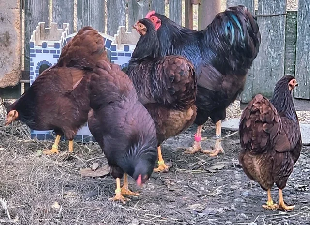 Інкубаційне яйце кур, курчата, Віандот лавандовий, помаранчевий, шоколад- фото № 1