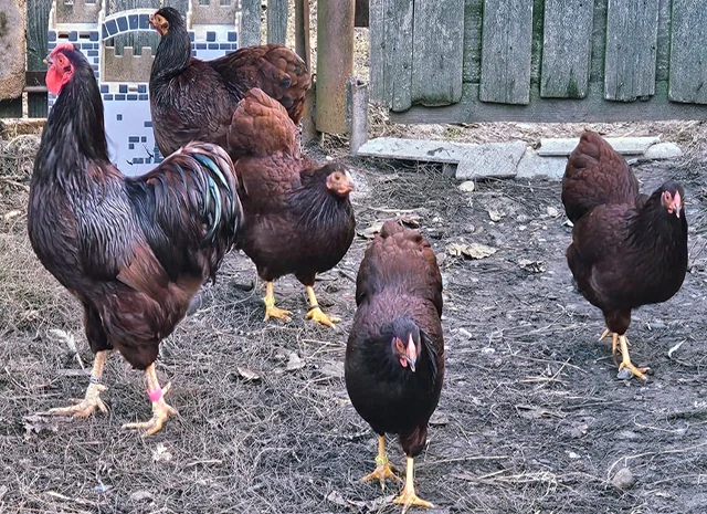 Інкубаційне яйце кур, курчата, Віандот лавандовий, помаранчевий, шоколад- фото № 2