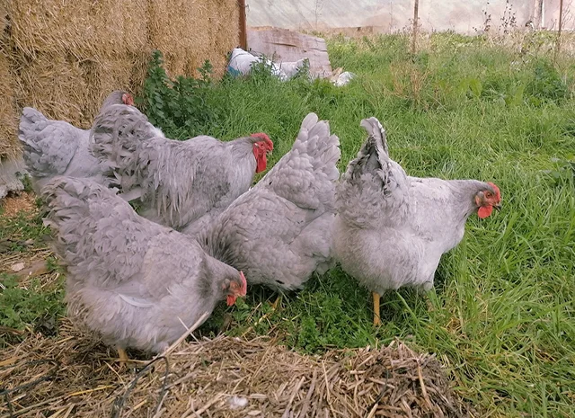 Інкубаційне яйце кур, курчата, Віандот лавандовий, помаранчевий, шоколад- фото № 3
