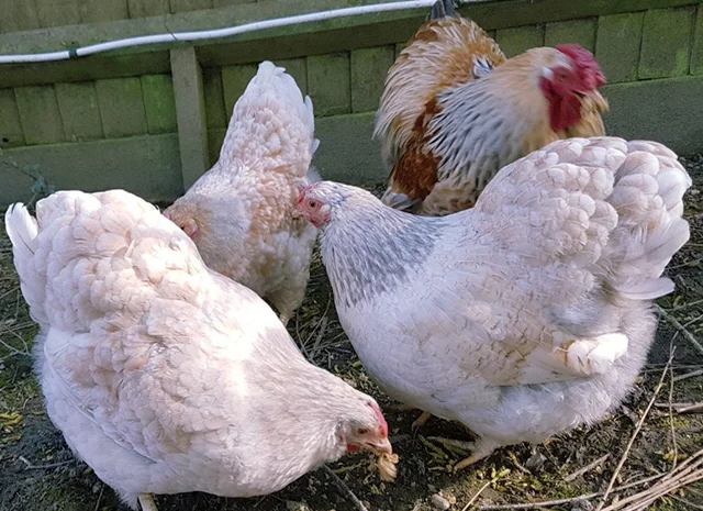 Інкубаційне яйце кур, курчата, Віандот лавандовий, помаранчевий, шоколад- фото № 4