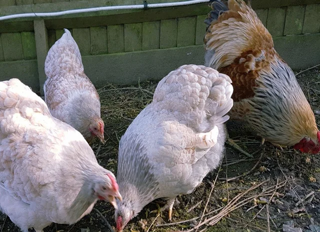 Інкубаційне яйце кур, курчата, Віандот лавандовий, помаранчевий, шоколад- фото № 6