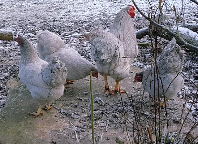 Інкубаційне яйце кур, курчата, Віандот лавандовий, помаранчевий, шоколад- фото № 7