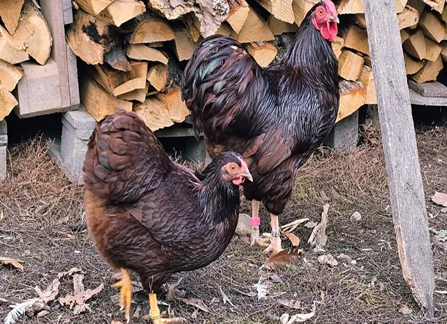 Інкубаційне яйце кур, курчата, Віандот лавандовий, помаранчевий, шоколад- фото № 8