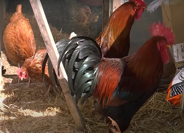 Інкубаційне яйце кур, курчата, Вельзумер- фото № 1