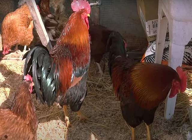 Інкубаційне яйце кур, курчата, Вельзумер- фото № 3