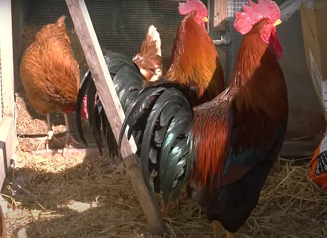 Інкубаційне яйце кур, курчата, Вельзумер- фото № 4