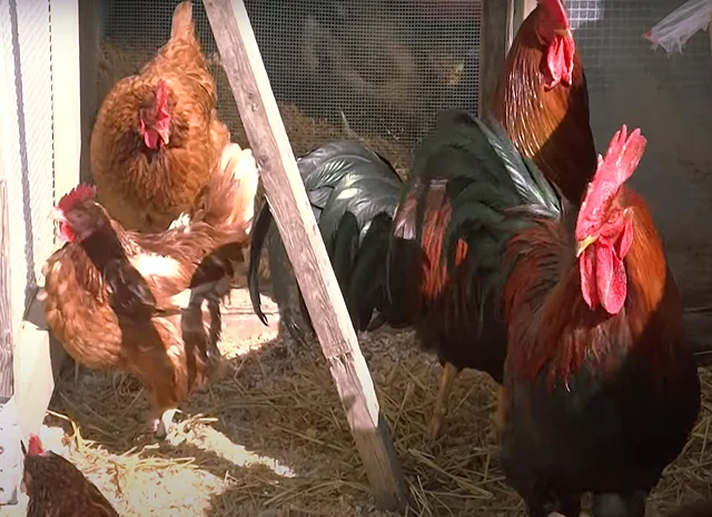 Інкубаційне яйце кур, курчата, Вельзумер- фото № 5