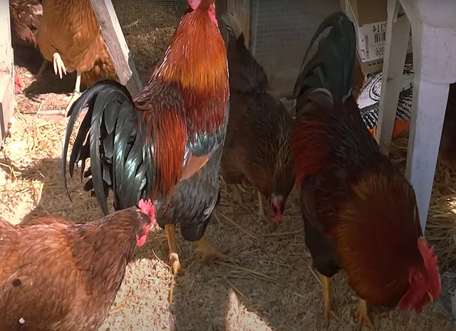 Інкубаційне яйце кур, курчата, Вельзумер- фото № 6