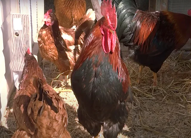 Інкубаційне яйце кур, курчата, Вельзумер- фото № 7