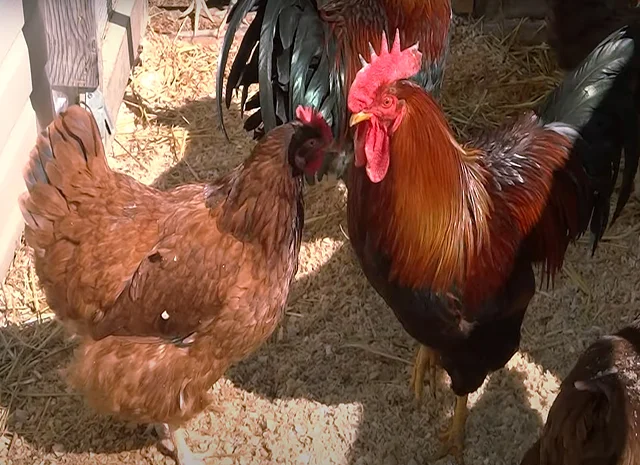 Інкубаційне яйце кур, курчата, Вельзумер- фото № 8