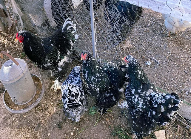 Інкубаційне яйце кур, курчата, Брама Золото, Мармур- фото № 2