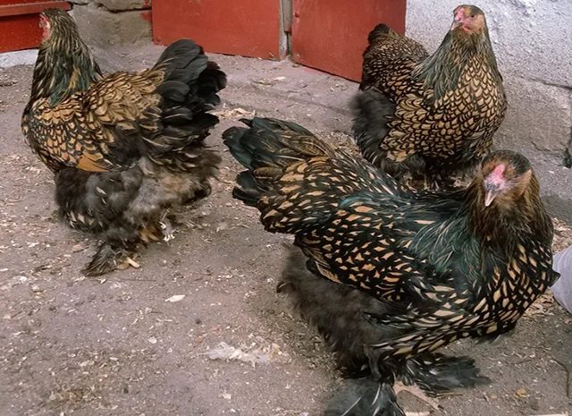 Інкубаційне яйце кур, курчата, Брама Золото, Мармур- фото № 4