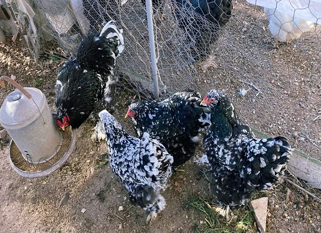 Інкубаційне яйце кур, курчата, Брама Золото, Мармур- фото № 5