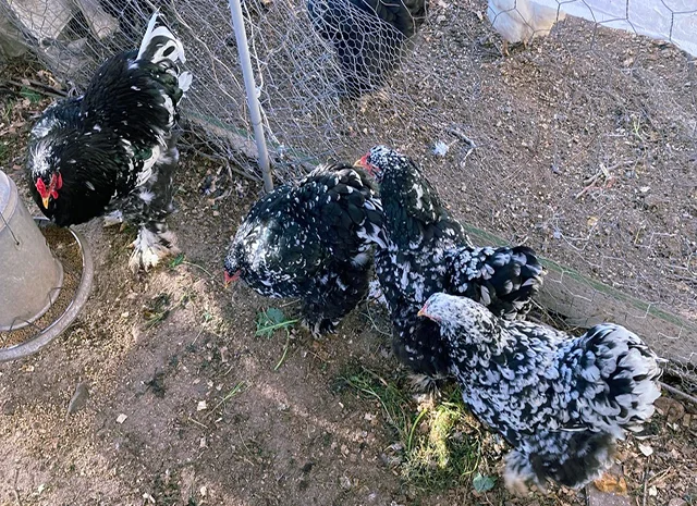 Інкубаційне яйце кур, курчата, Брама Золото, Мармур- фото № 6