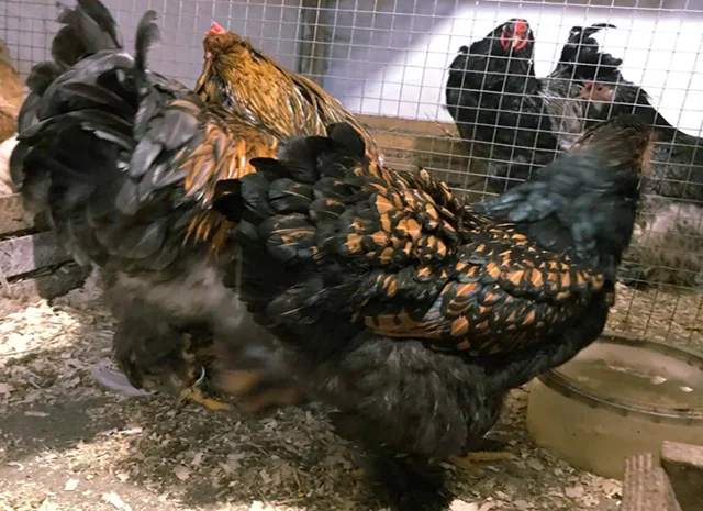 Інкубаційне яйце кур, курчата, Брама Золото, Мармур- фото № 7