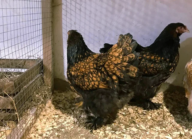 Інкубаційне яйце кур, курчата, Брама Золото, Мармур- фото № 8