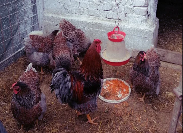 Інкубаційне яйце, курчата, Віандот - срібло, блакитне золото- фото № 1