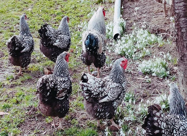 Інкубаційне яйце, курчата, Віандот - срібло, блакитне золото- фото № 4