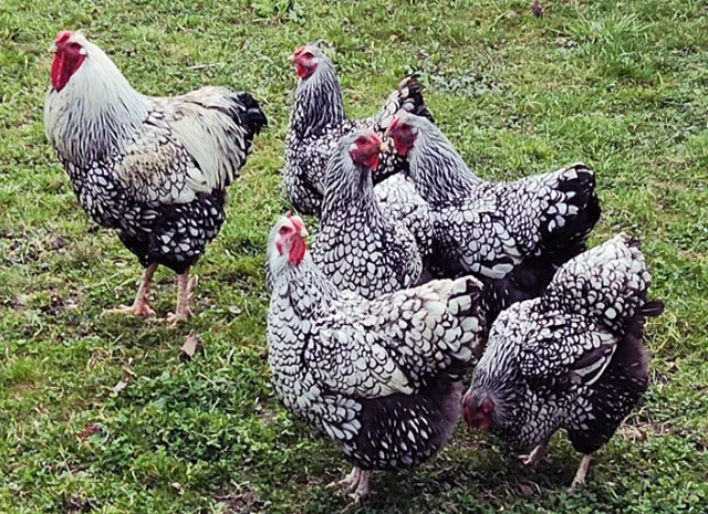 Інкубаційне яйце, курчата, Віандот - срібло, блакитне золото- фото № 5