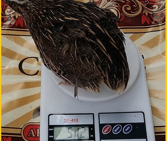 Яйца инкубационные перепела Фараон (селекция Испания)- фото № 2