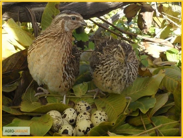 Яйца инкубационные перепела Фараон (селекция Испания)- фото № 6