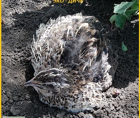 Яйца инкубационные перепела Фараон (селекция Испания)- фото № 3