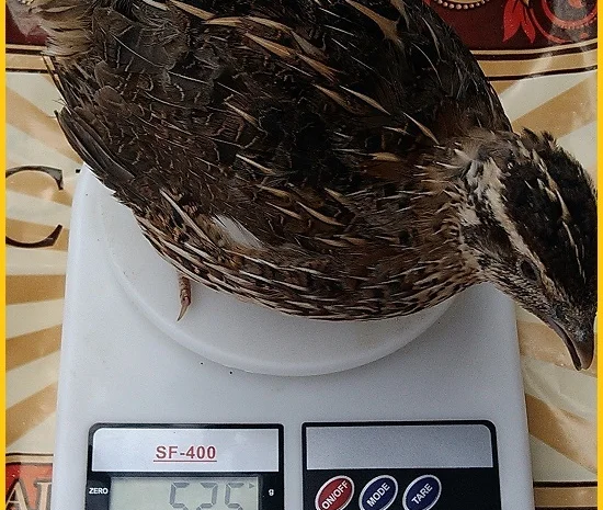 Яйца инкубационные перепела Фараон (селекция Испания)- фото № 1