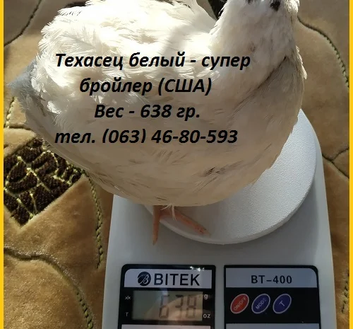 Инкубационные яйца супер - бройлер Белый Техасец - (США Texas)- фото № 1